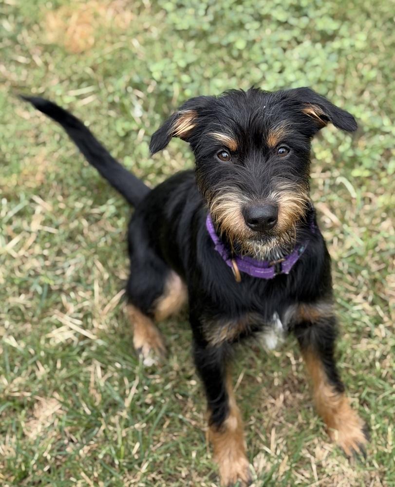 Enlarge Huxley, a Adoptable Mixed Breed in Dunwoody, GA image 3/4