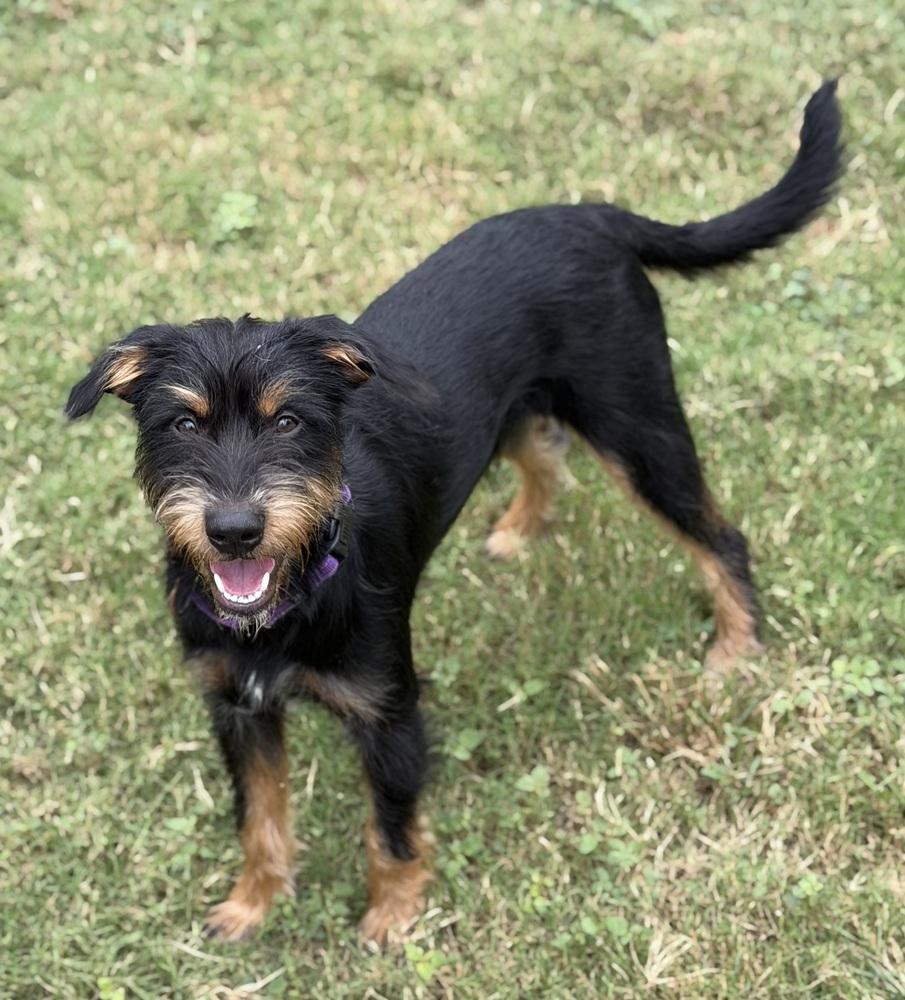 Enlarge Huxley, a Adoptable Mixed Breed in Dunwoody, GA image 4/4
