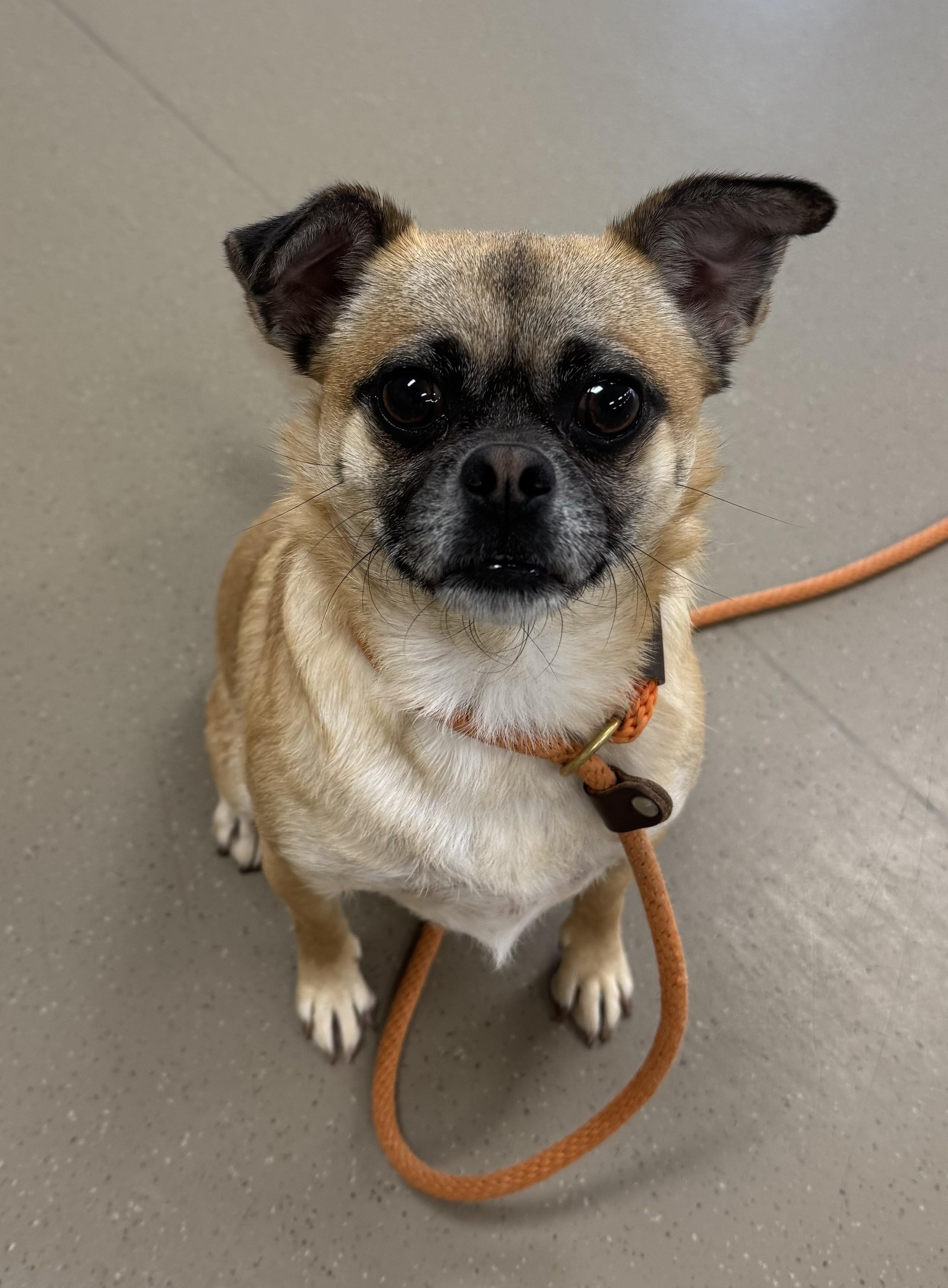 Enlarge Isabella , a ADOPTABLE mixed breed in Fremont, CA image 2/2