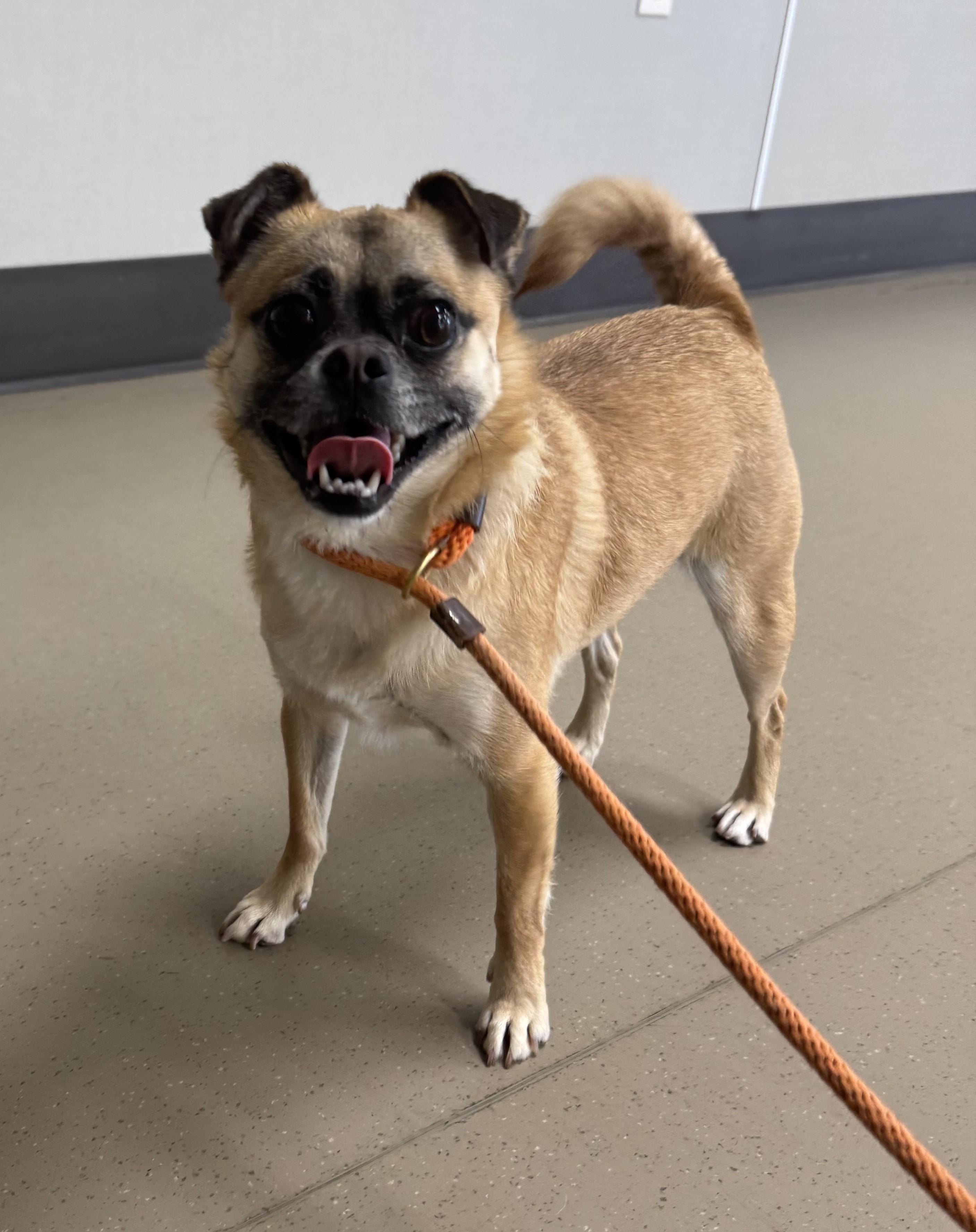 Isabella , ADOPTABLE, Young Female Pug & Chihuahua.