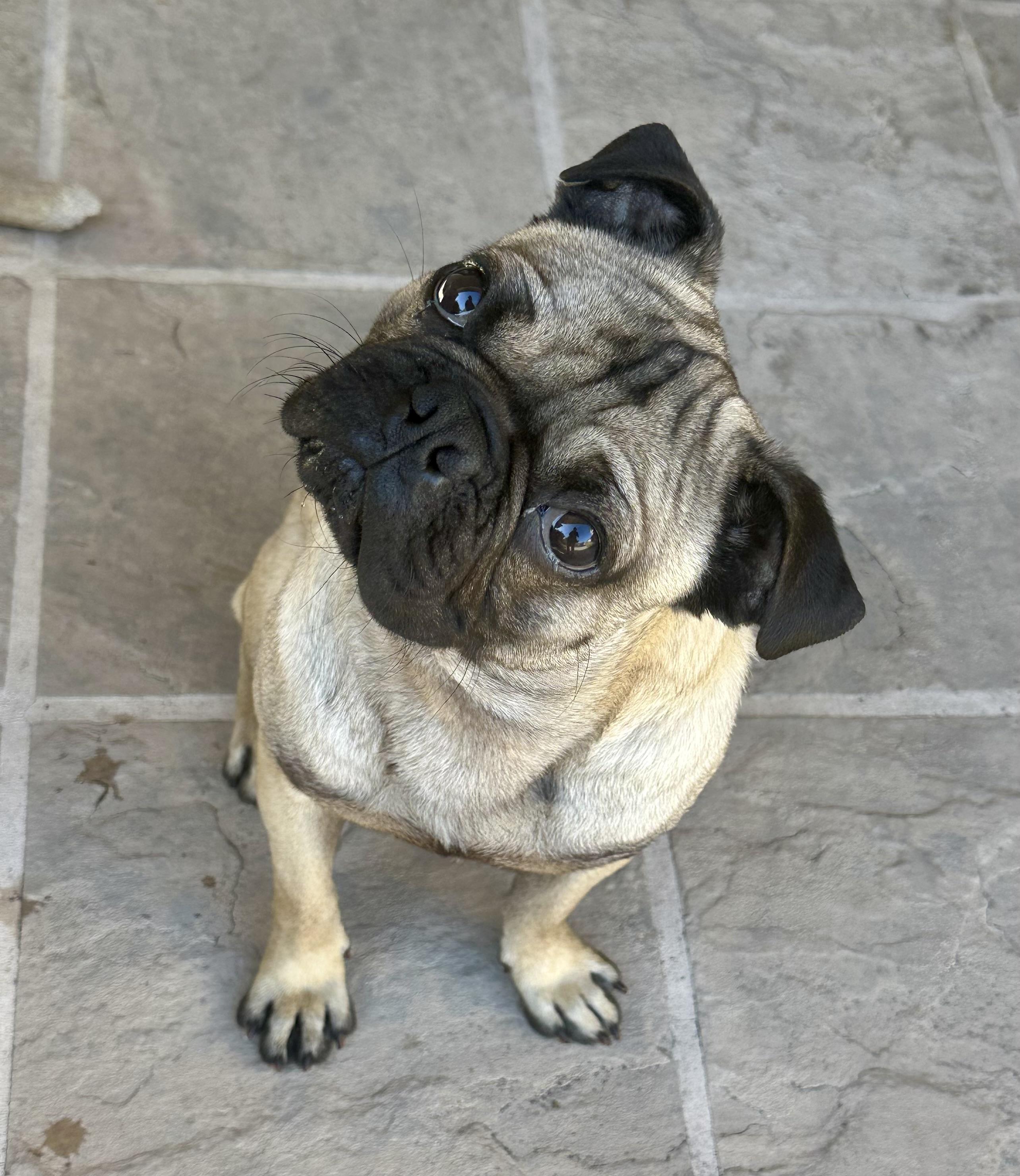 Frank, a ADOPTABLE Pug in Fremont, CA image 1/3