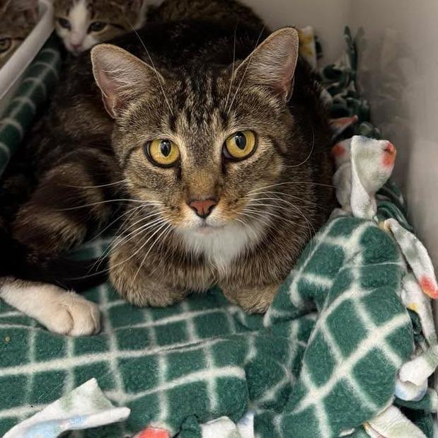 Bebe, Adoptable, Adult Female Domestic Short Hair.