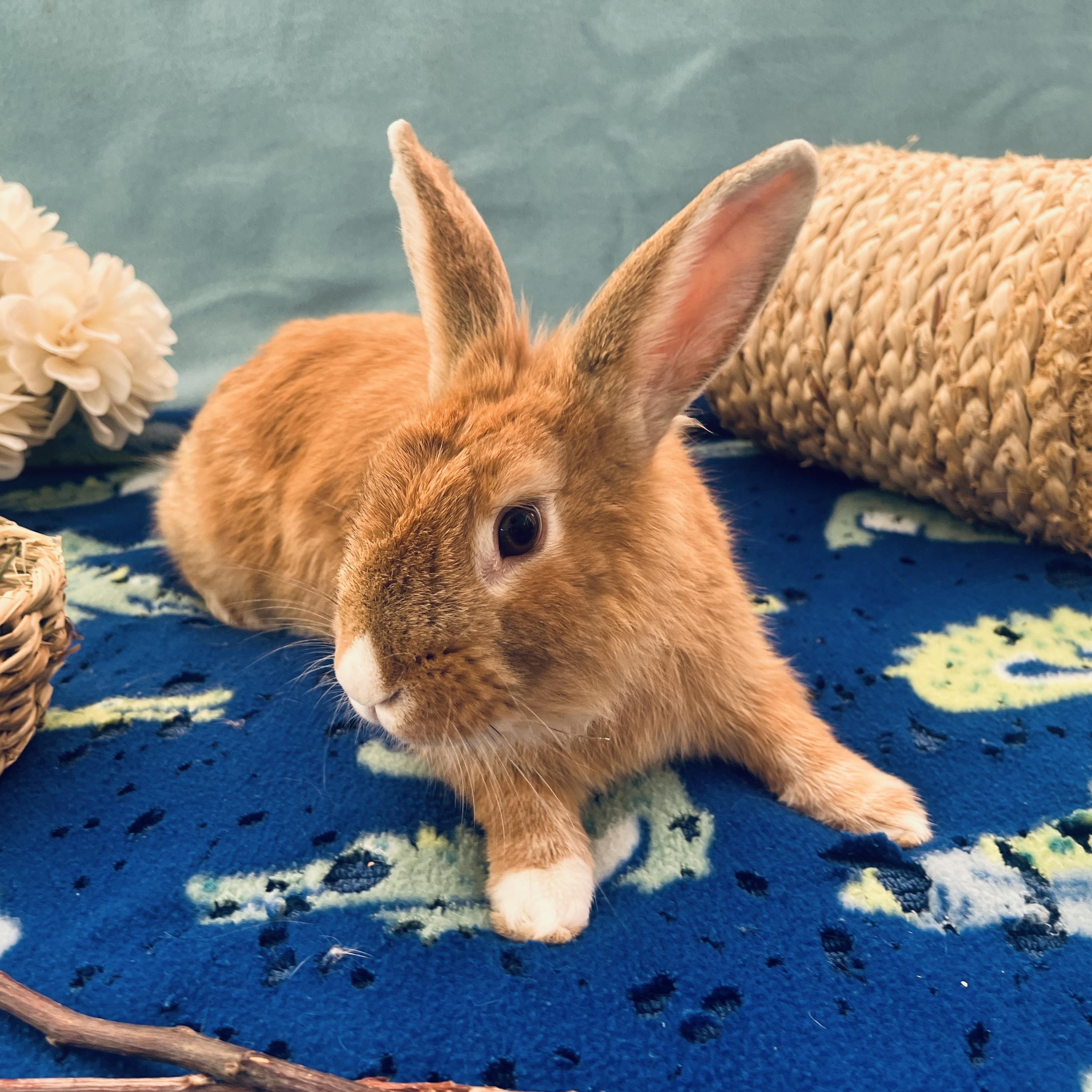 Lando, a Adoptable American in Oakland, CA image 5/6