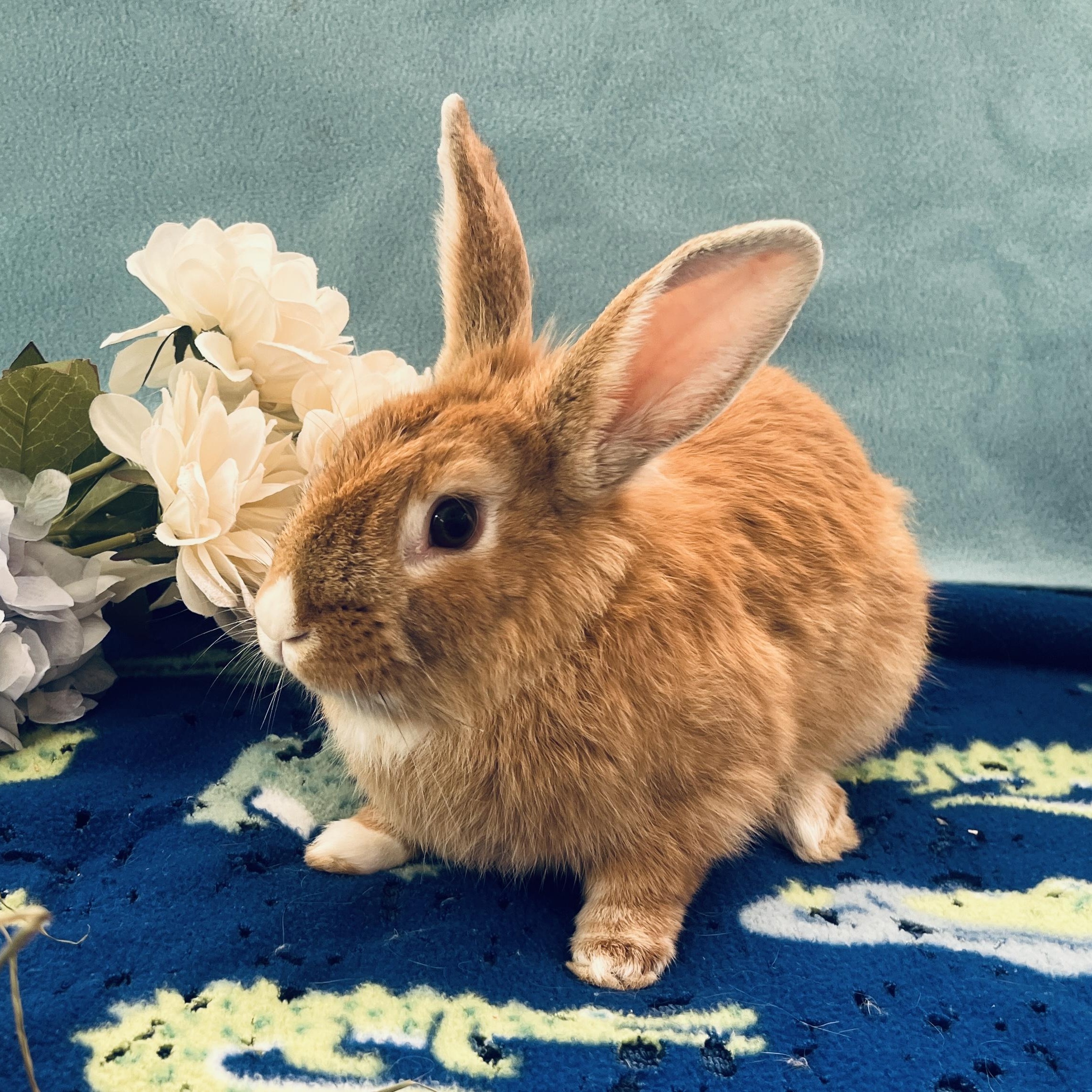 Lando, Adoptable, Young Male American.