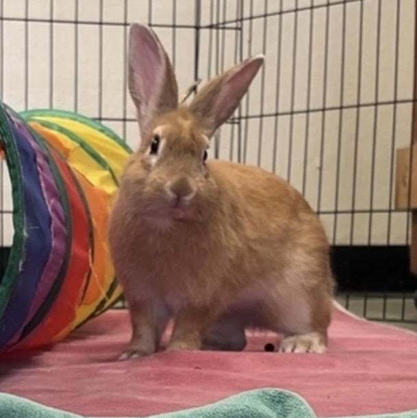 Lando, a Adoptable American in Oakland, CA image 6/6