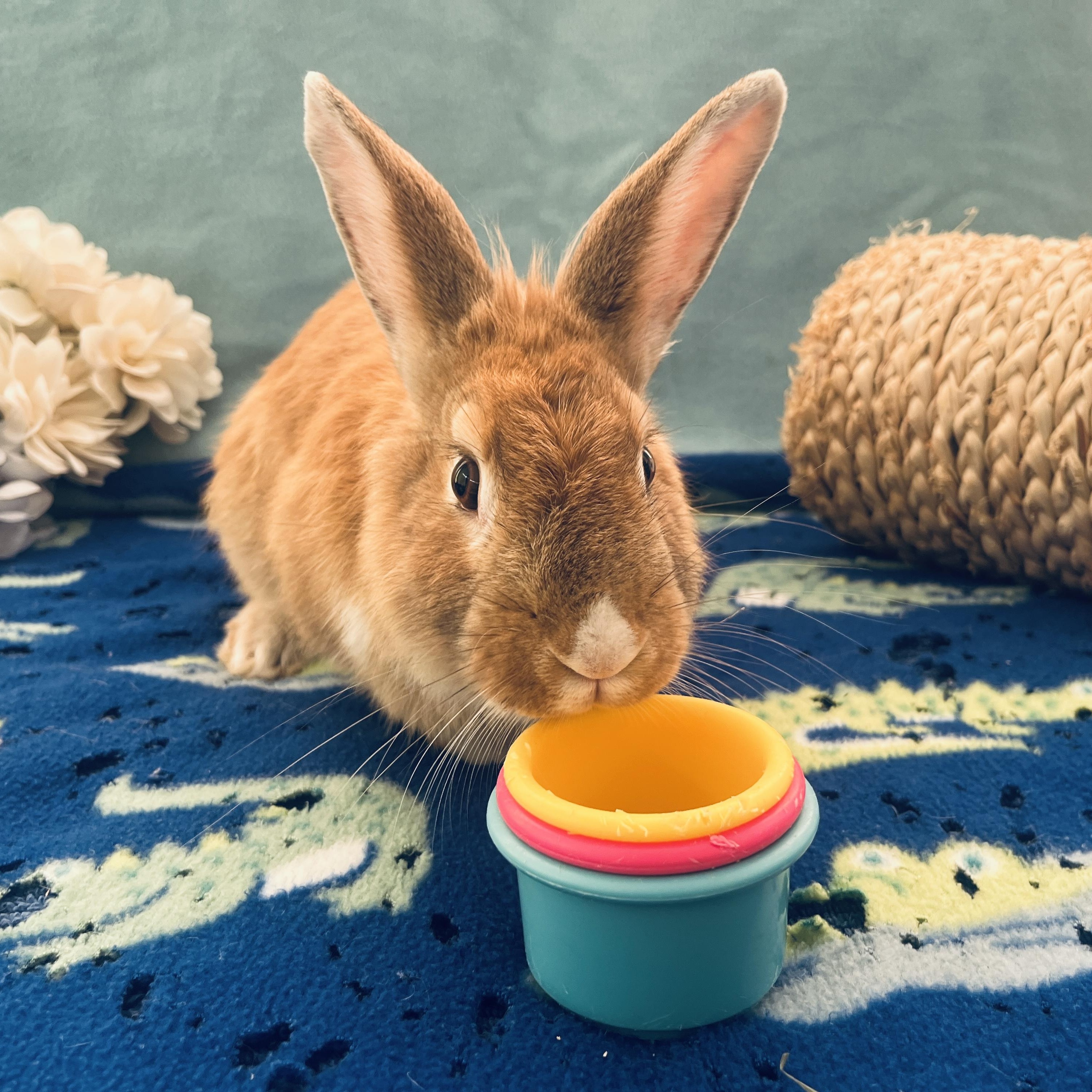 Lando, a Adoptable American in Oakland, CA image 3/6