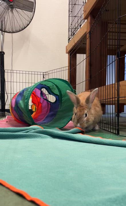 Enlarge Lando, a Adoptable American in Oakland, CA video 4/6