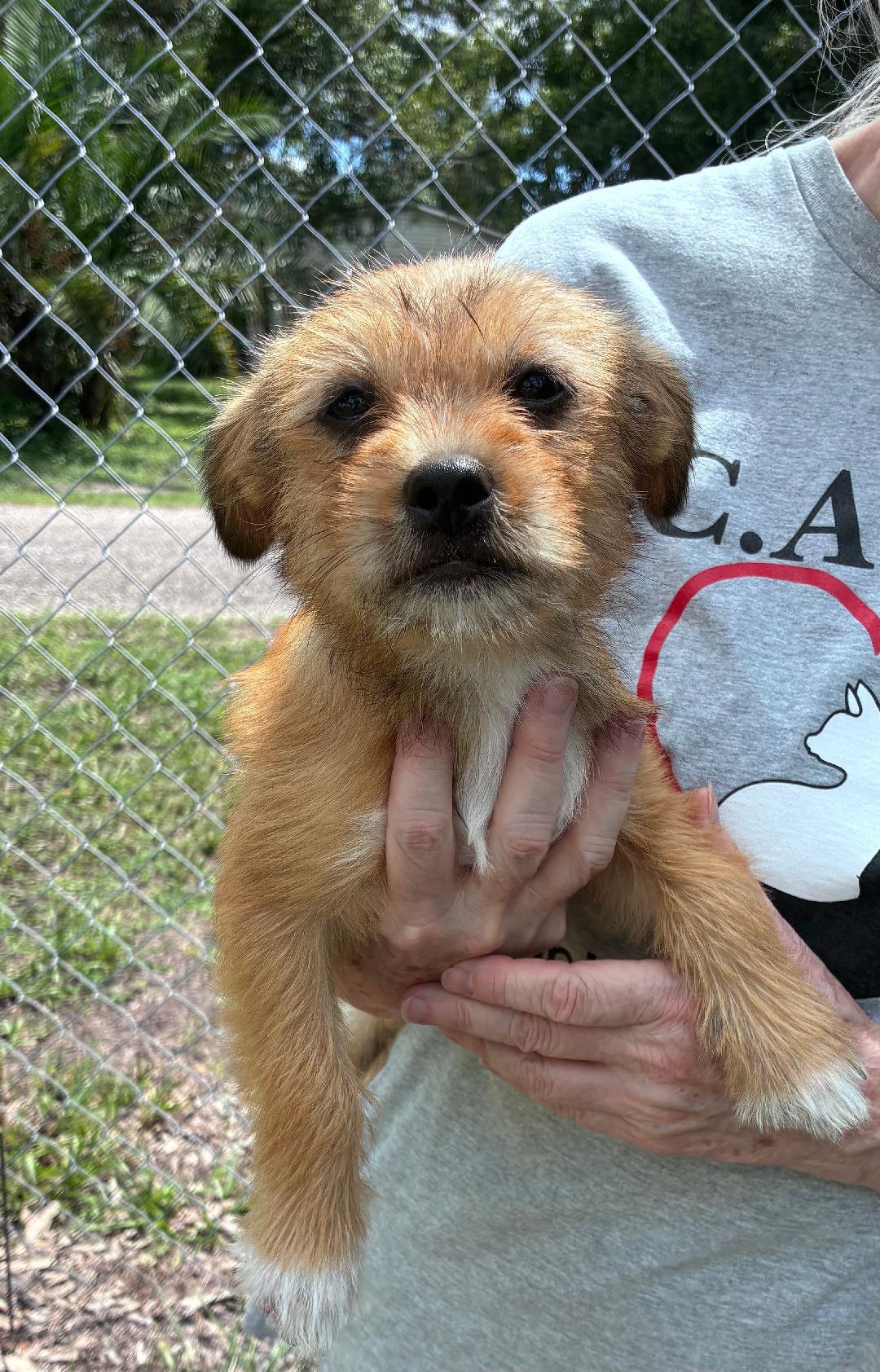 Enlarge Coco, a Adopted mixed breed in Ruskin, FL image 1/1