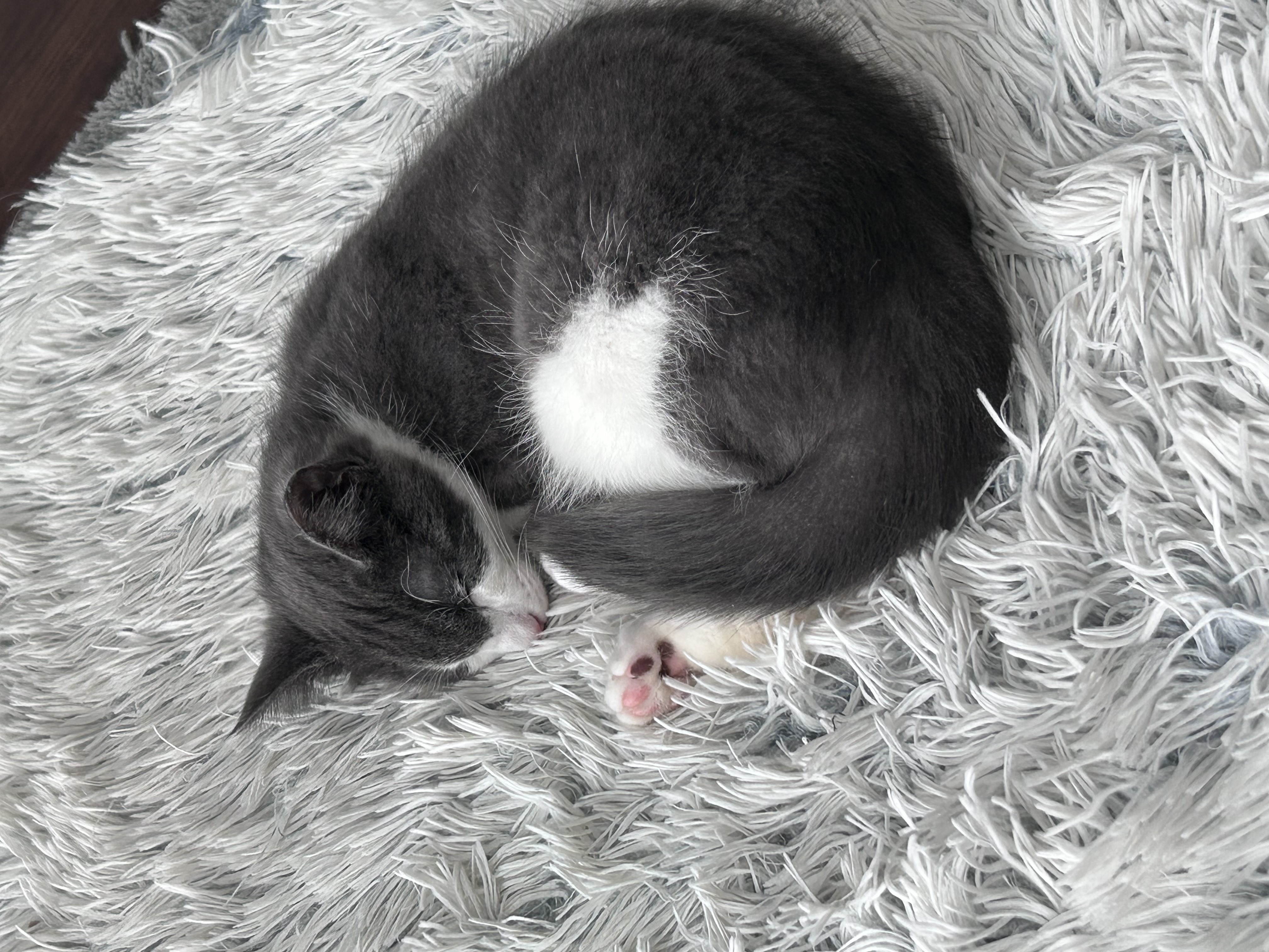 Bear, a Adoptable Domestic Short Hair in Sayville, NY image 5/5