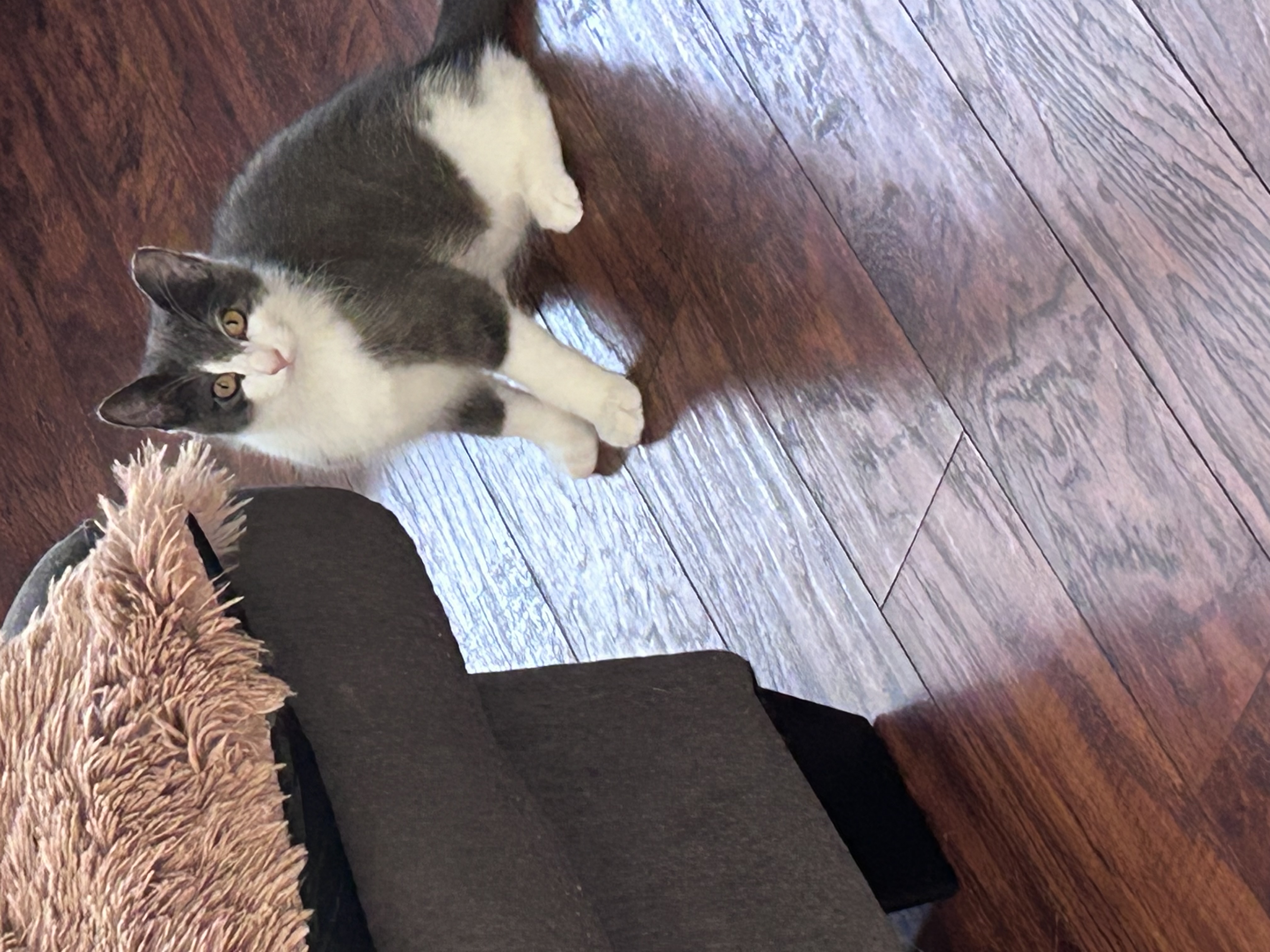 Bear, a Adoptable Domestic Short Hair in Sayville, NY image 4/5