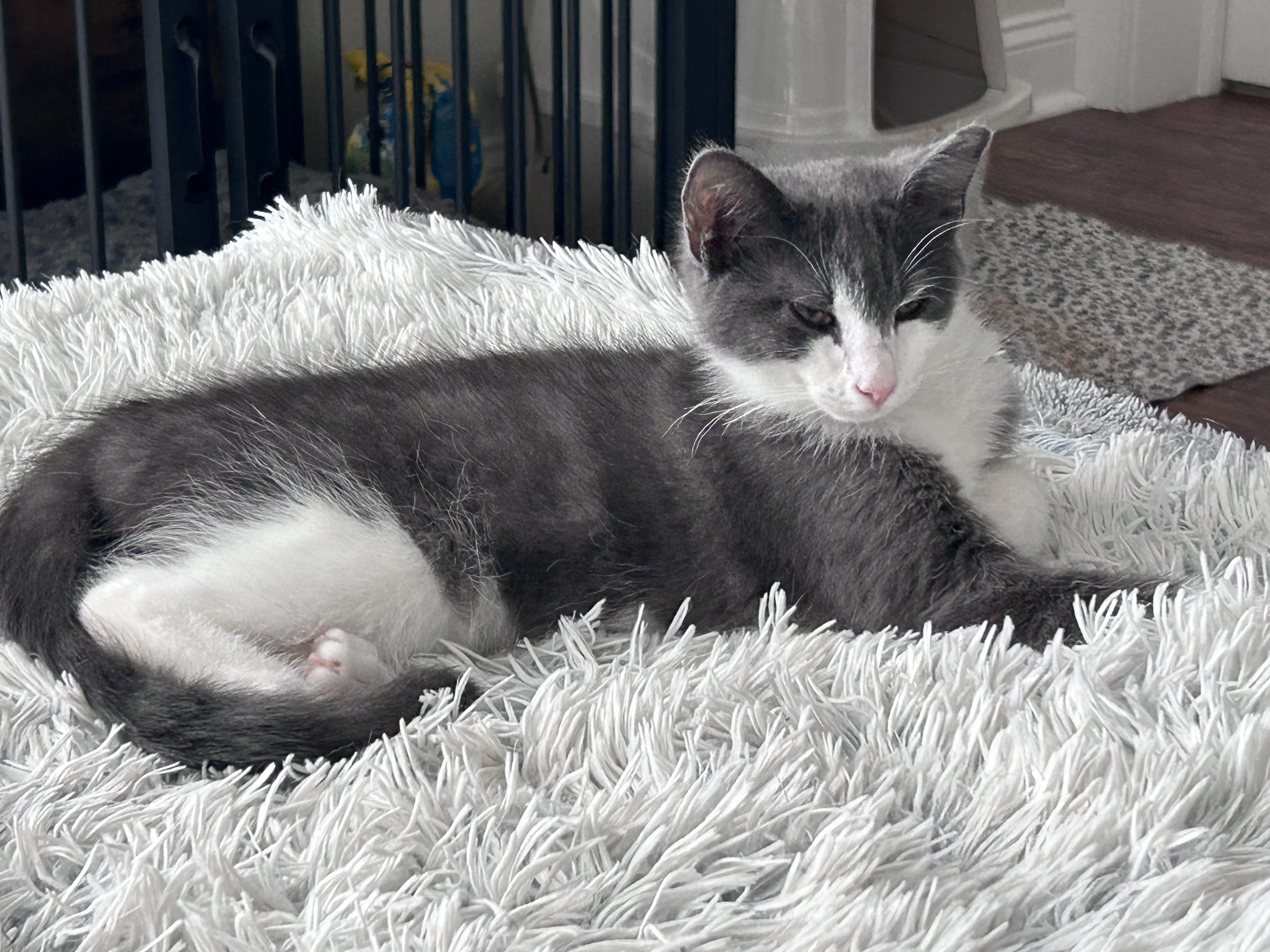 Bear, a Adoptable Domestic Short Hair in Sayville, NY image 1/5