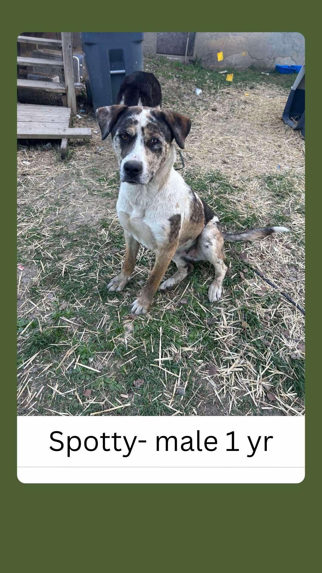 Spotty, an adoptable Great Dane in Edmonton, AB, T5Y 3N6 | Photo Image 1
