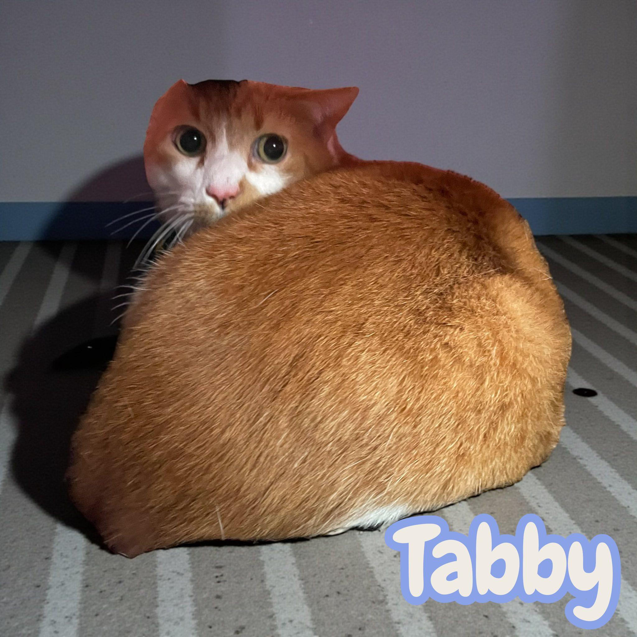 Tabby