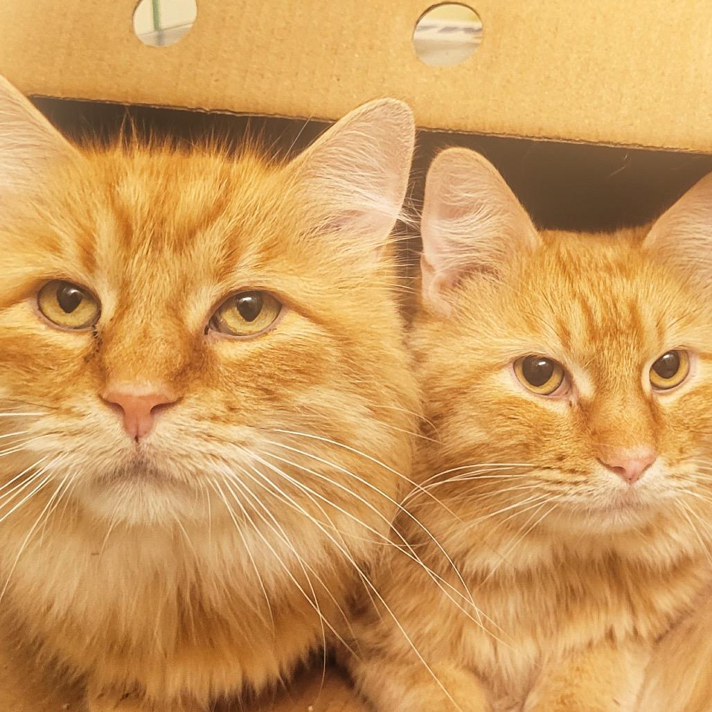 Wilde, Adoptable, Adult Male Domestic Long Hair.