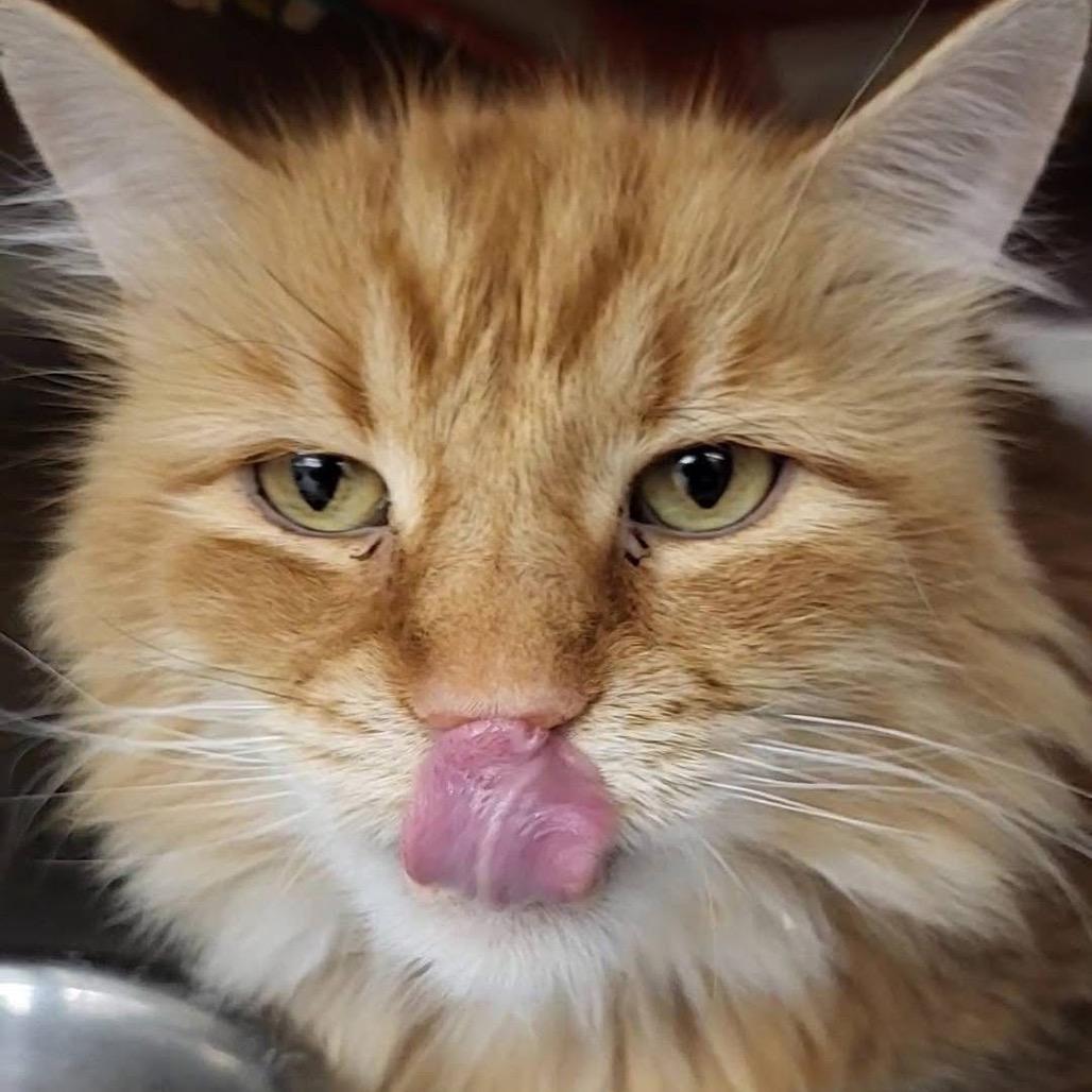 Enlarge Wilde, a Adoptable Domestic Long Hair in Buffalo, MN image 2/6