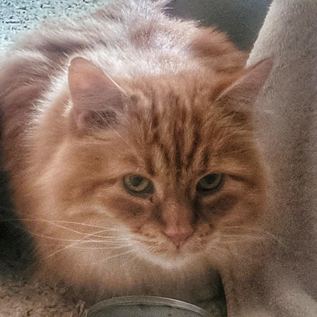 Enlarge Wilde, a Adoptable Domestic Long Hair in Buffalo, MN image 3/6