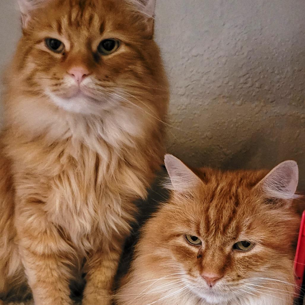 Enlarge Wilde, a Adoptable Domestic Long Hair in Buffalo, MN image 5/6
