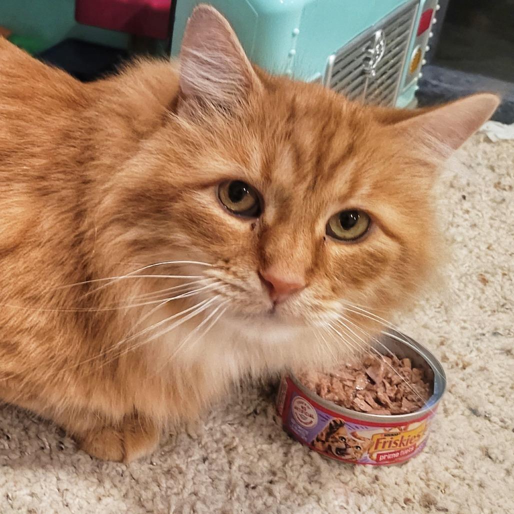 Enlarge Wilde, a Adoptable Domestic Long Hair in Buffalo, MN image 6/6