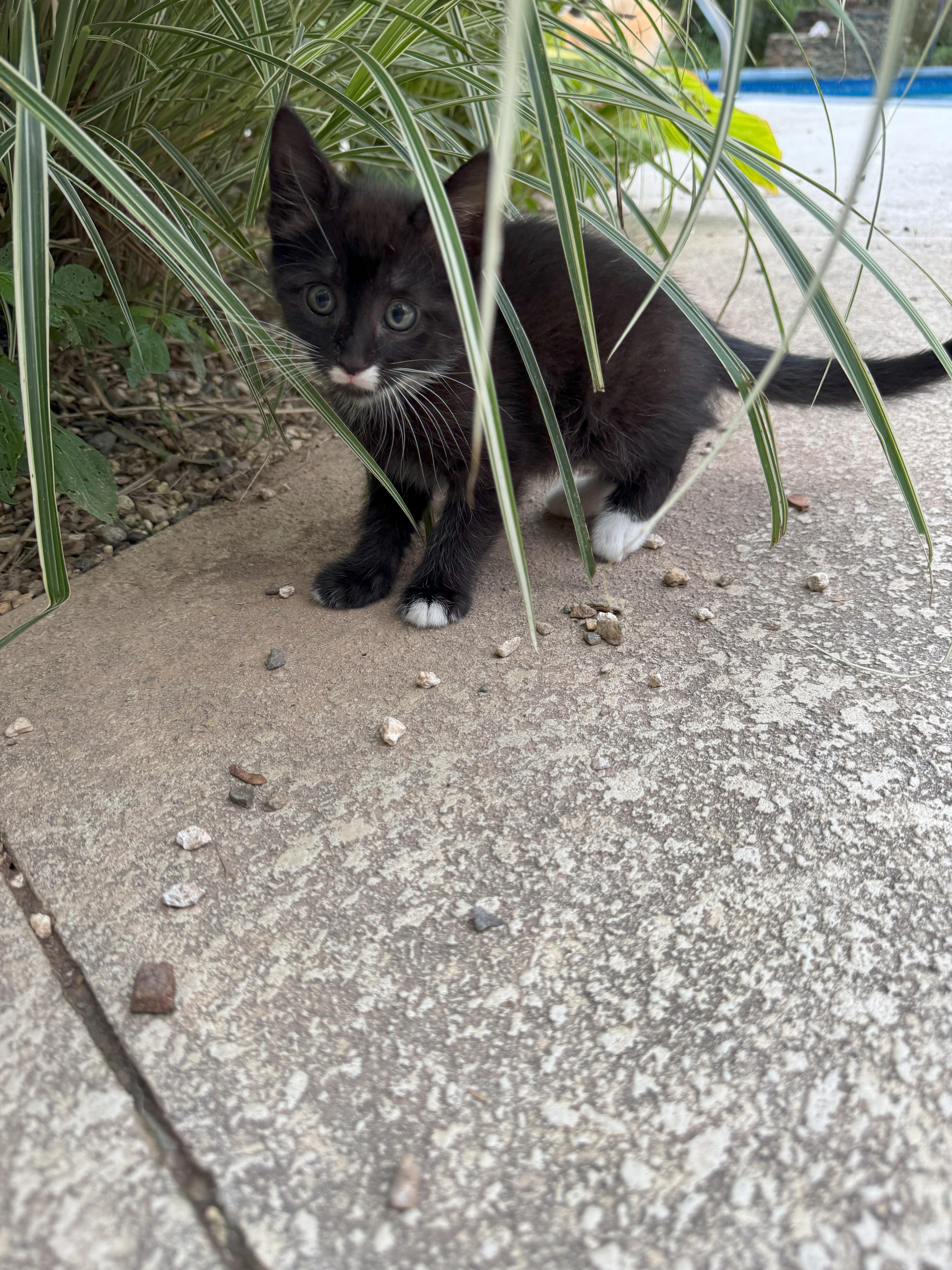 Beauregard photo 1