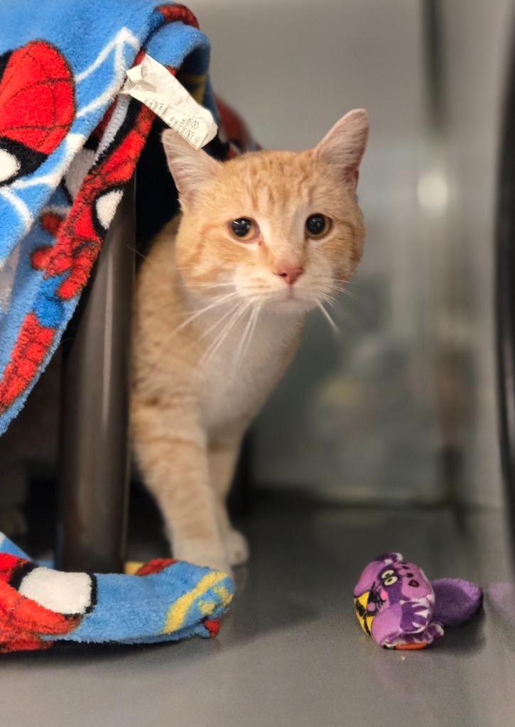 Frito, Adoptable, Adult Male Domestic Short Hair.