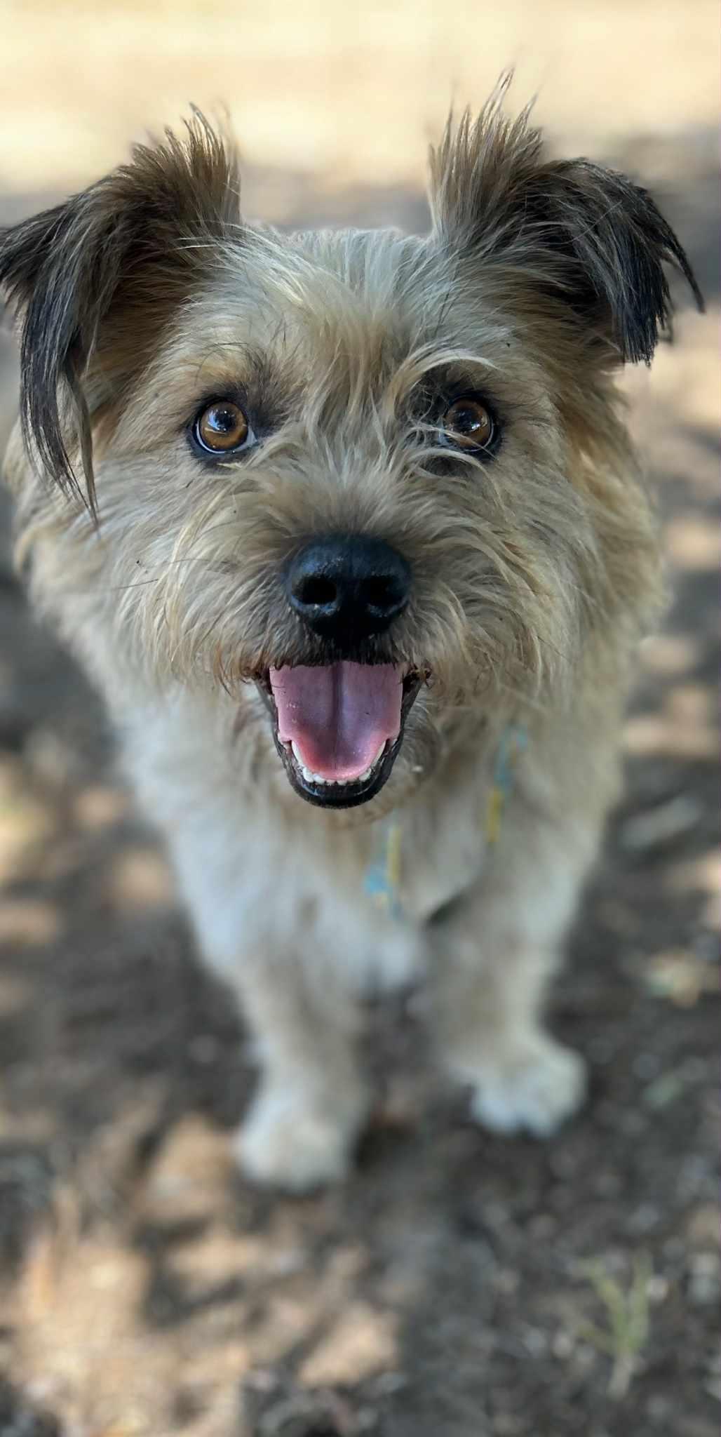 Enlarge Pudding, a Adoptable mixed breed in MURRIETA, CA image 1/5