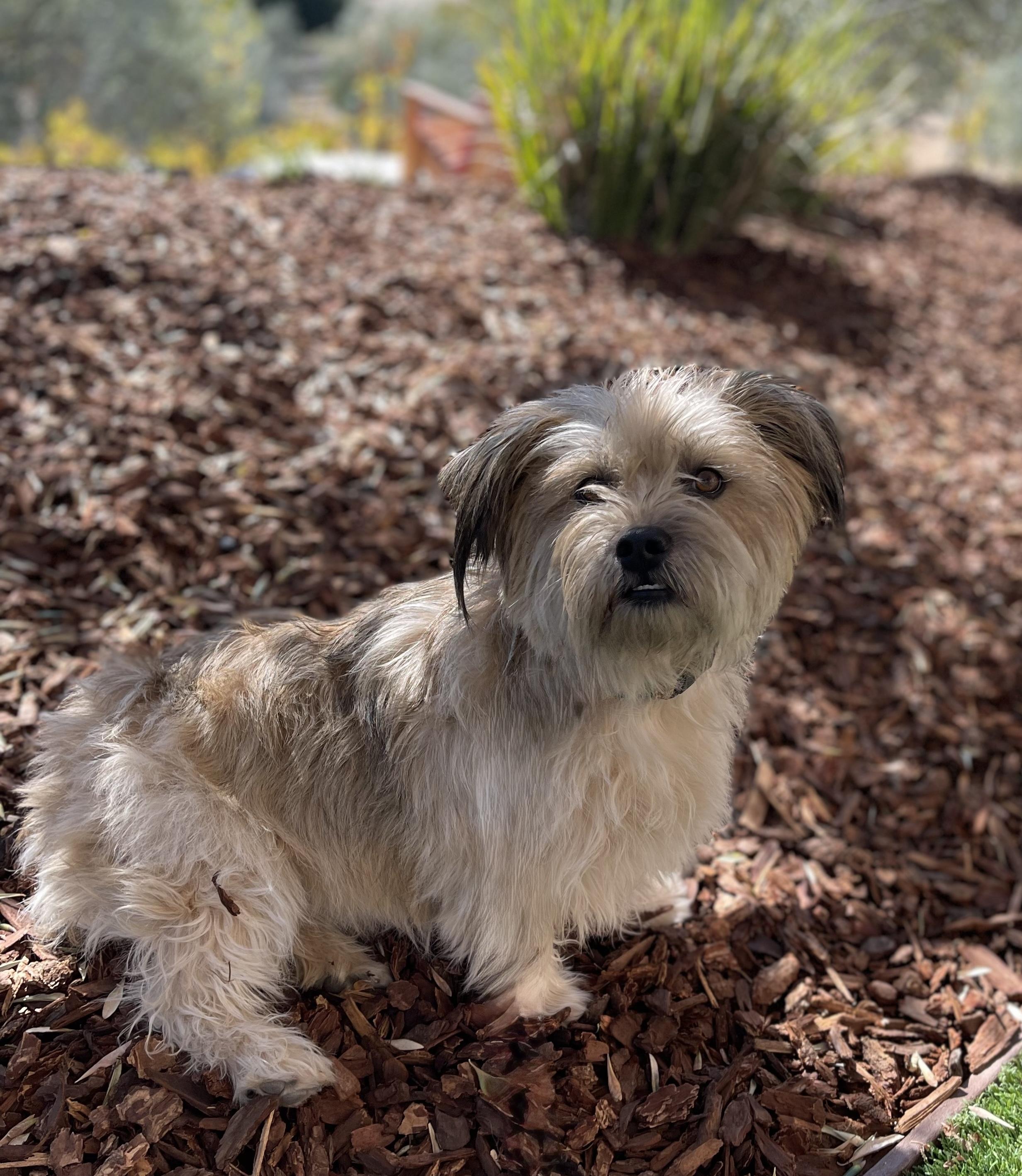 Enlarge Pudding, a Adoptable mixed breed in MURRIETA, CA image 3/5
