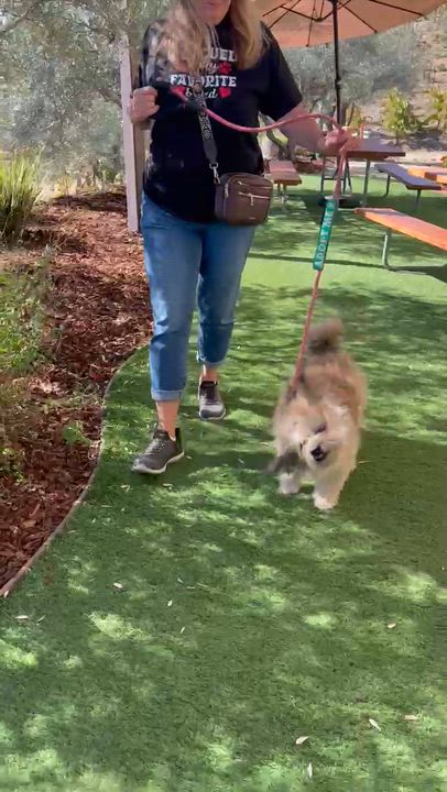 Enlarge Pudding, a Adoptable mixed breed in MURRIETA, CA video 5/5