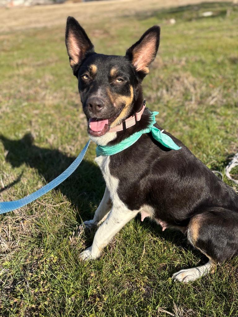 Emma, Adoptable, Adult Female Australian Kelpie.