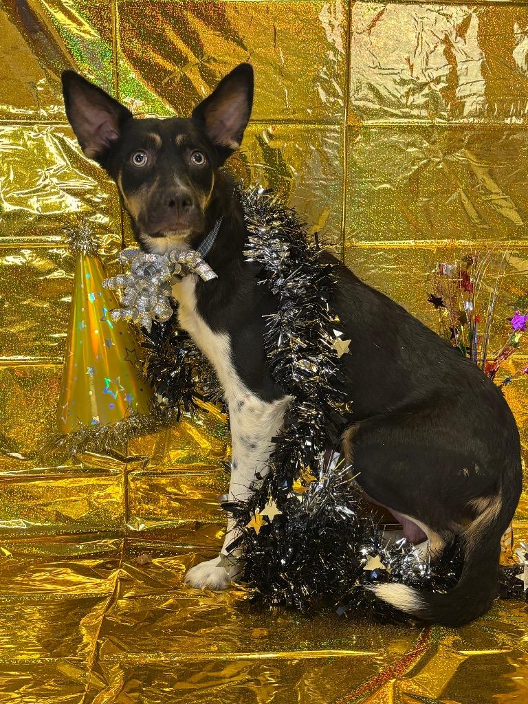 Enlarge Emma, a Adoptable Australian Kelpie in Red Oak, TX image 3/3