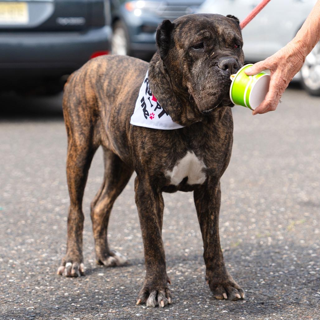 Enlarge Sheeba, a Adoptable Cane Corso in Newark, NJ image 1/6