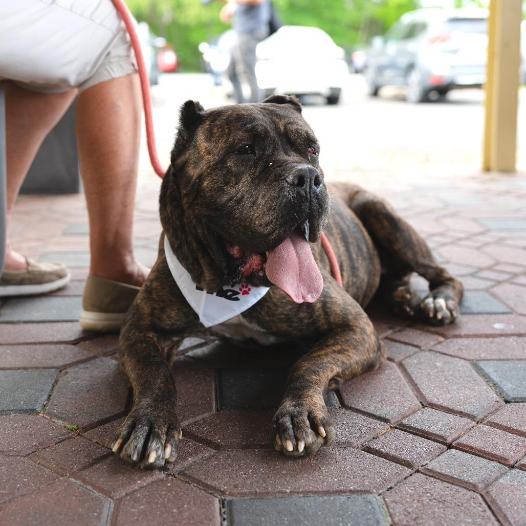Enlarge Sheeba, a Adoptable Cane Corso in Newark, NJ image 2/6