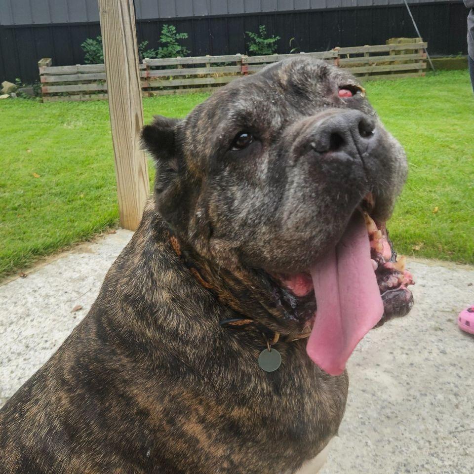 Enlarge Sheeba, a Adoptable Cane Corso in Newark, NJ image 3/6