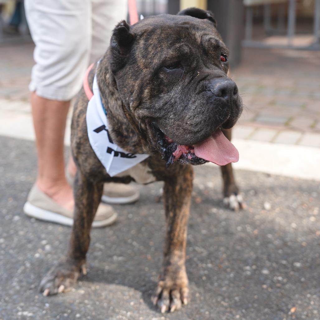 Enlarge Sheeba, a Adoptable Cane Corso in Newark, NJ image 4/6