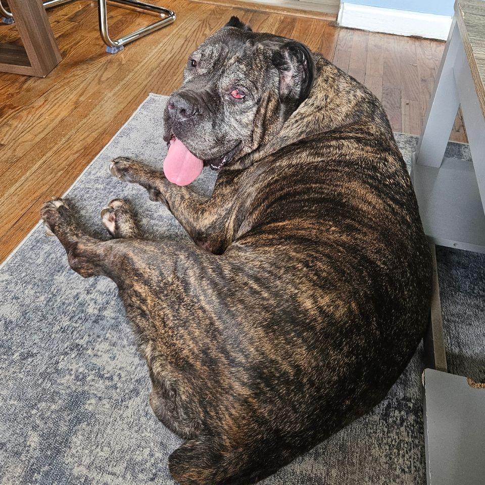 Enlarge Sheeba, a Adoptable Cane Corso in Newark, NJ image 5/6
