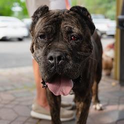 Enlarge Sheeba, a Adoptable Cane Corso in Newark, NJ image 6/6