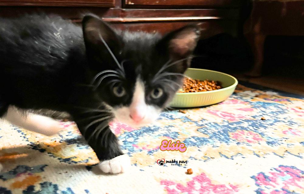 Porch Swing: Elsie, Adoptable, Kitten Female Domestic Short Hair.