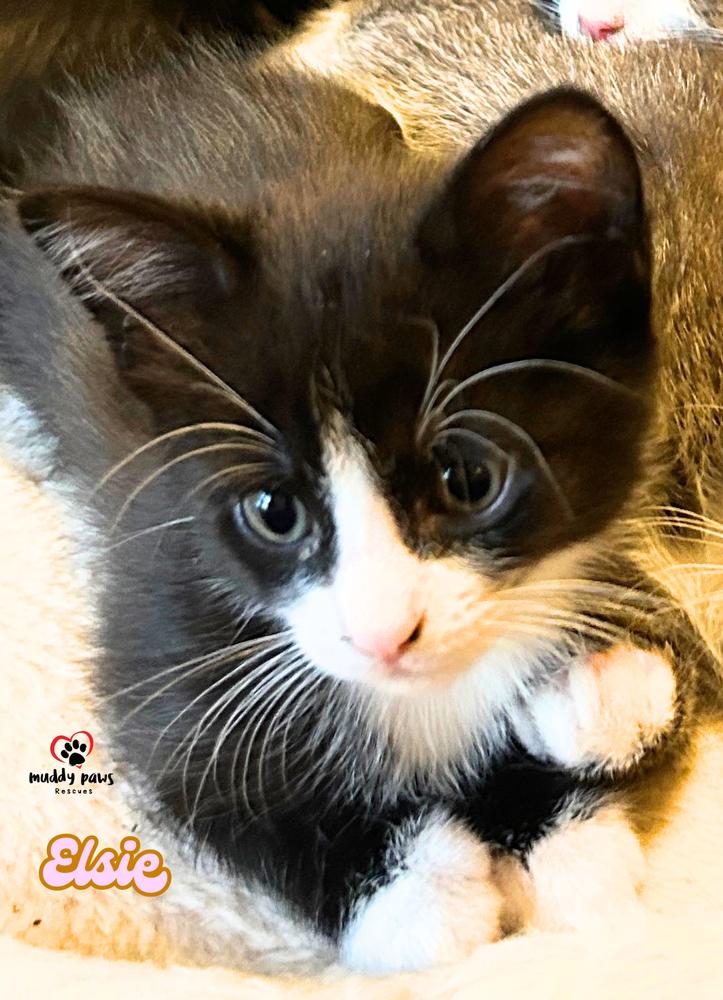 Enlarge Porch Swing: Elsie, a Adoptable Domestic Short Hair in Council Bluffs, IA image 2/5