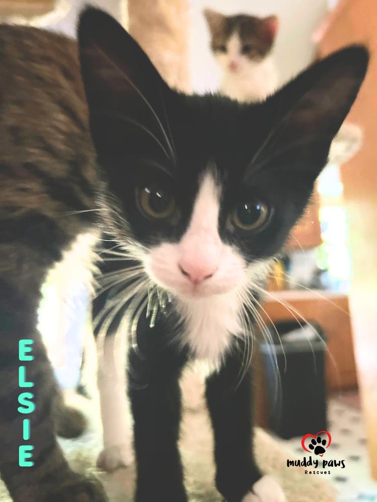 Enlarge Porch Swing: Elsie, a Adoptable Domestic Short Hair in Council Bluffs, IA image 3/5