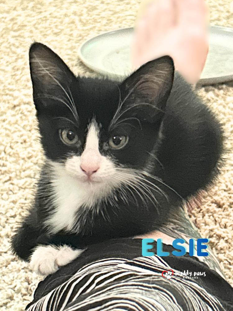 Enlarge Porch Swing: Elsie, a Adoptable Domestic Short Hair in Council Bluffs, IA image 4/5