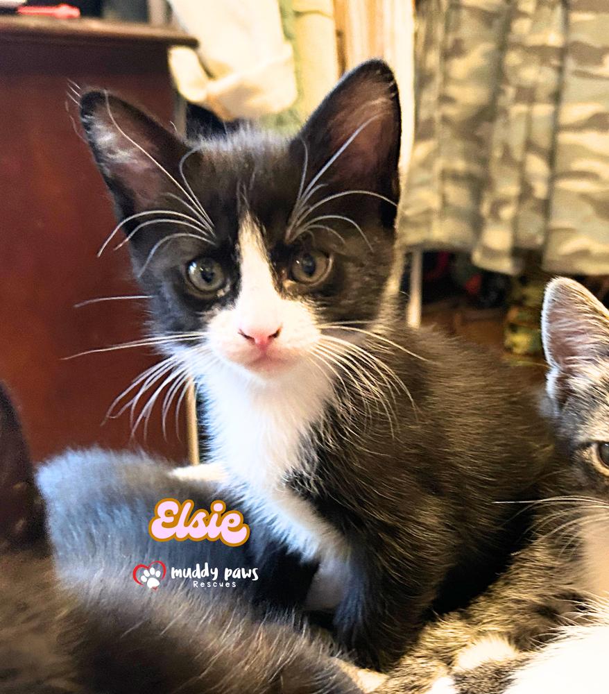 Enlarge Porch Swing: Elsie, a Adoptable Domestic Short Hair in Council Bluffs, IA image 5/5