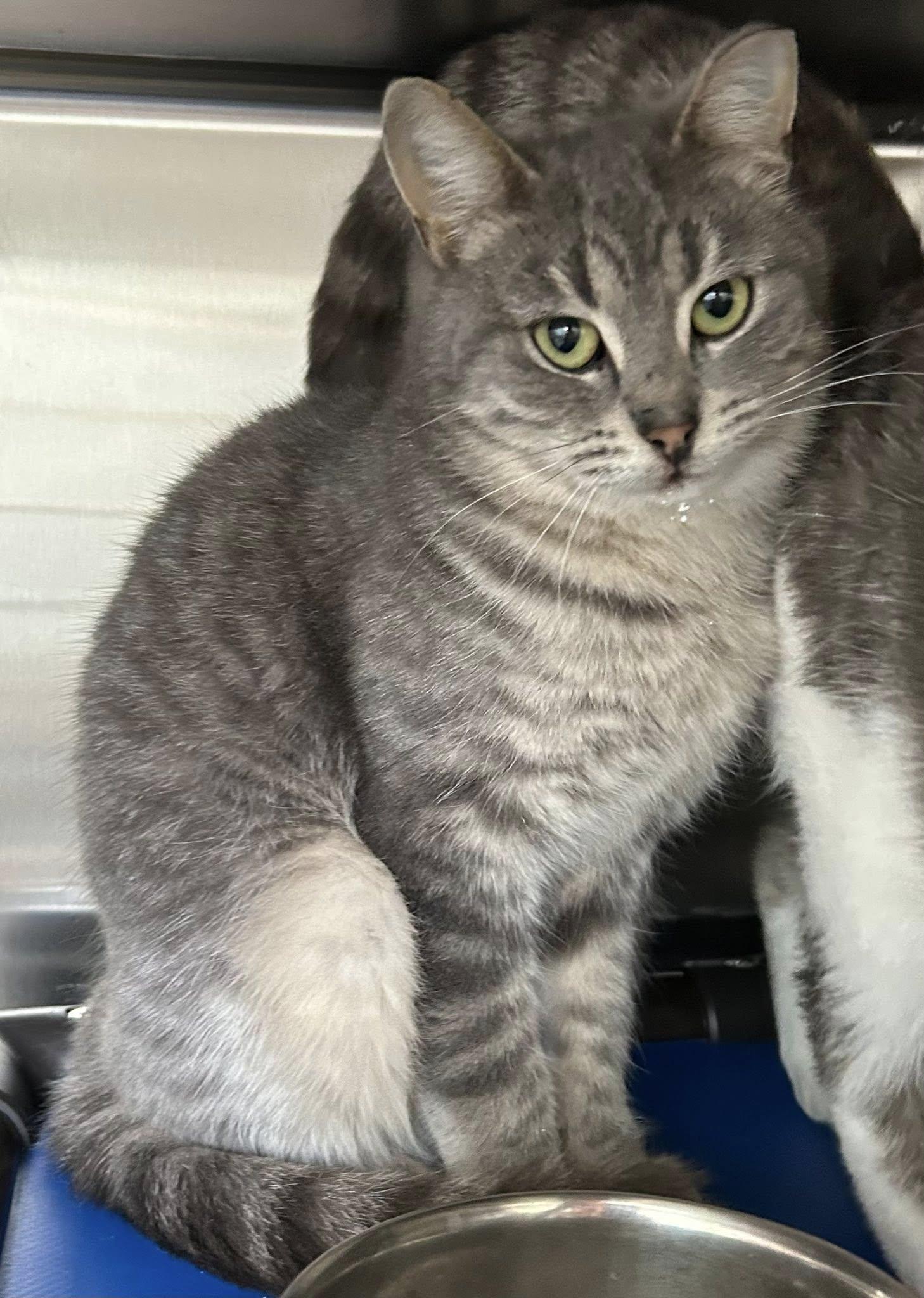 Gabbana, ADOPTABLE, Adult Female Domestic Short Hair.