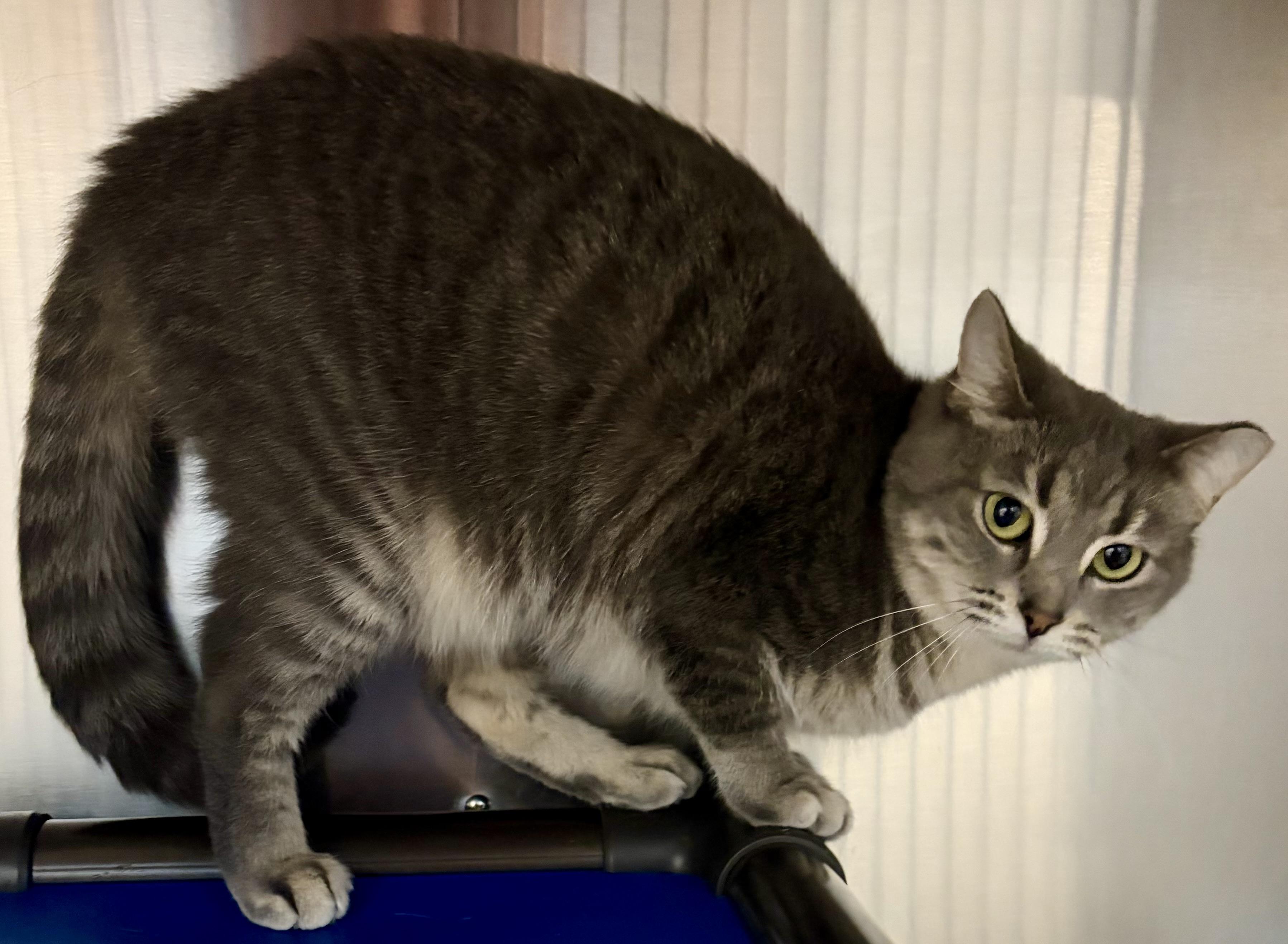 Gabbana, Adoptable, Adult Female Domestic Short Hair.