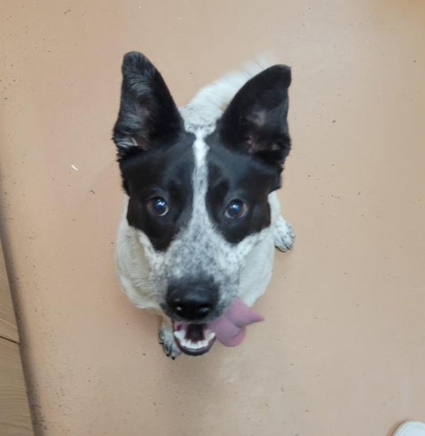 Enlarge Silly Susan, a Adoptable mixed breed in Kennewick, WA image 1/3