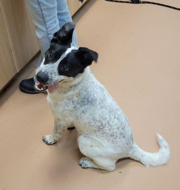 Enlarge Silly Susan, a Adoptable mixed breed in Kennewick, WA image 2/3