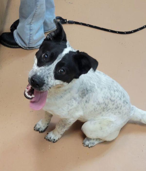 Enlarge Silly Susan, a Adoptable mixed breed in Kennewick, WA image 3/3