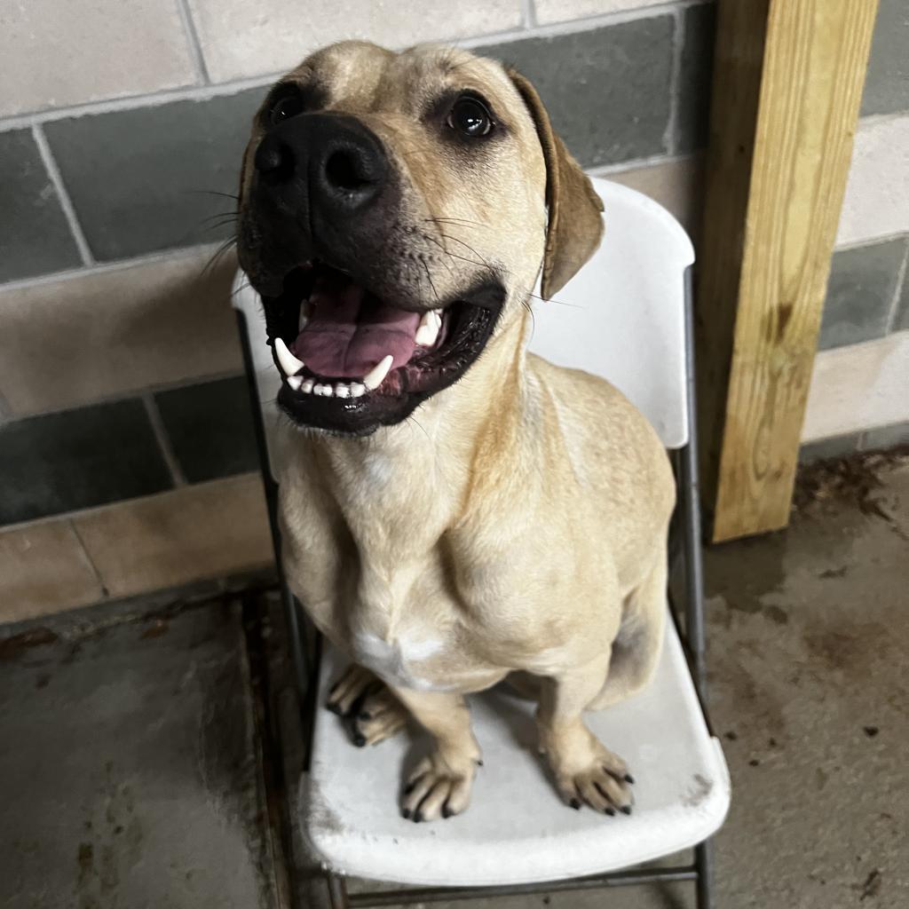 Lucky, a Adoptable Retriever in Montgomery, AL image 1/6