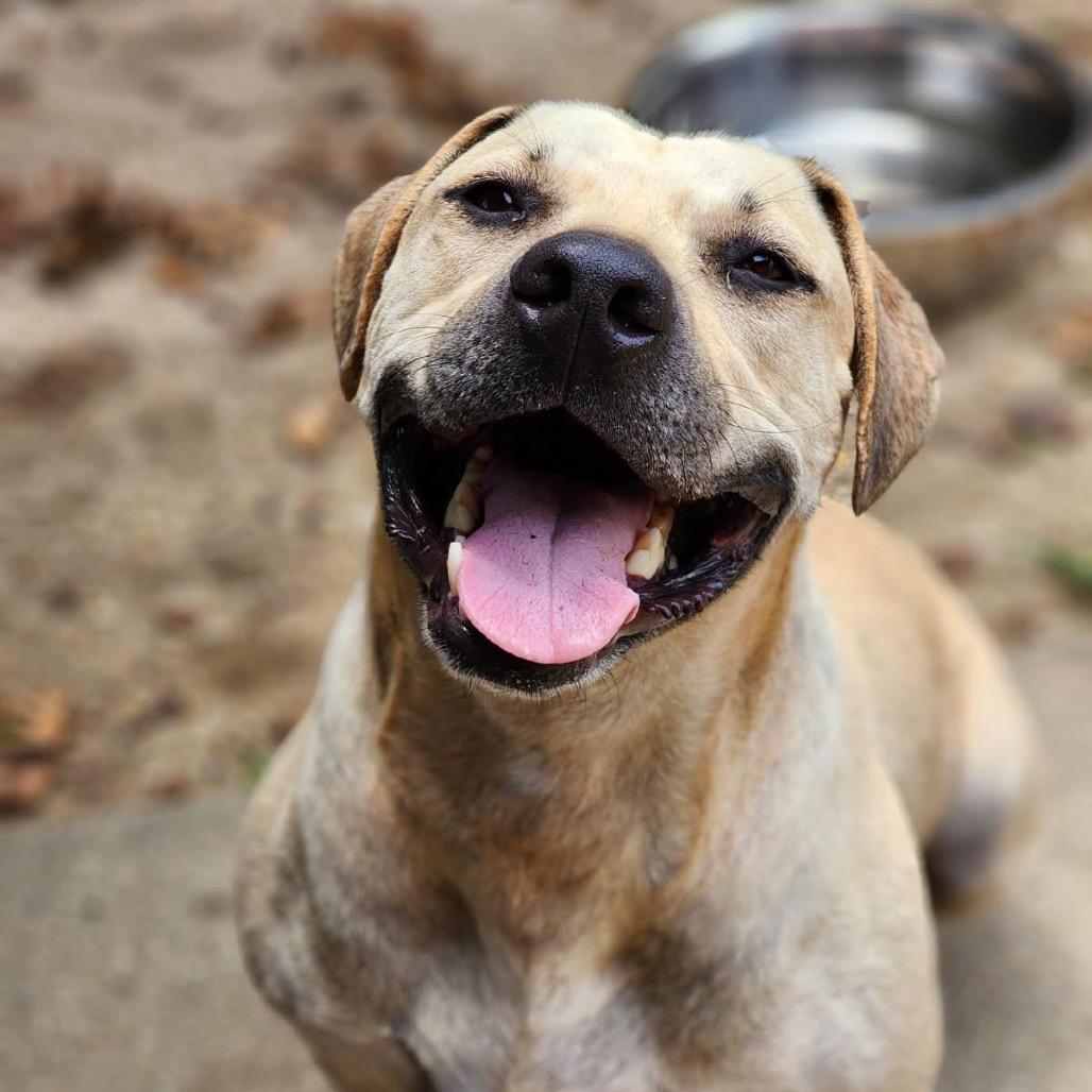 Lucky, a Adoptable Retriever in Montgomery, AL image 2/6