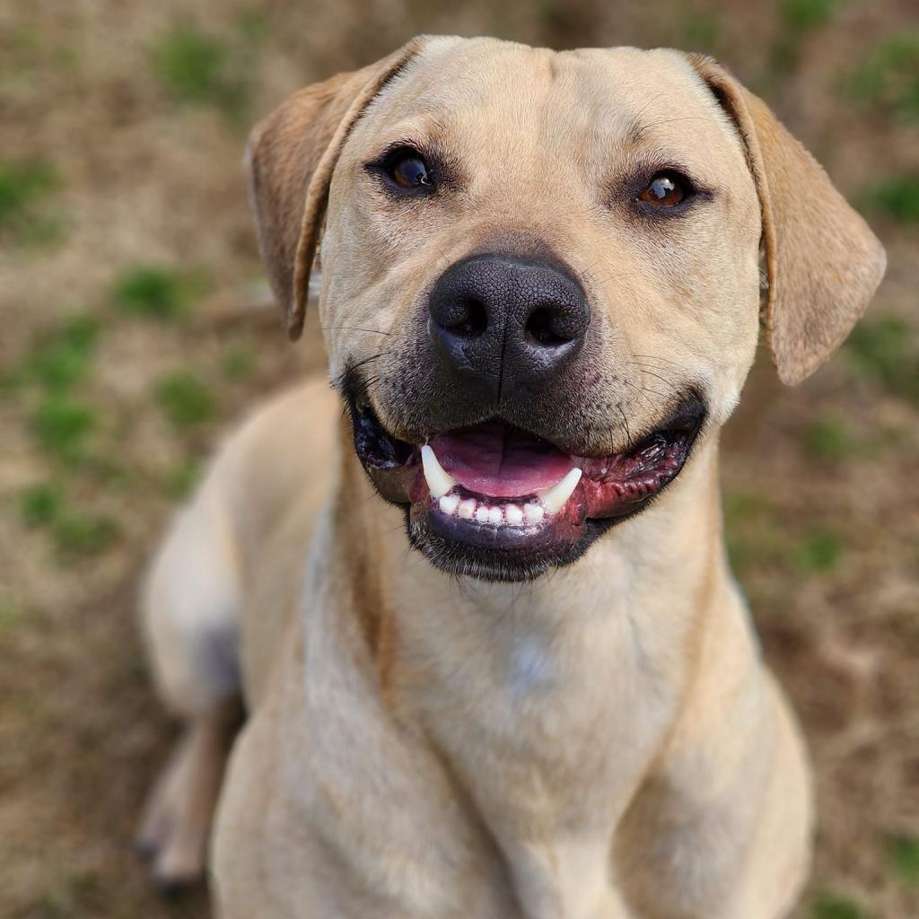 Lucky, a Adoptable Retriever in Montgomery, AL image 3/6