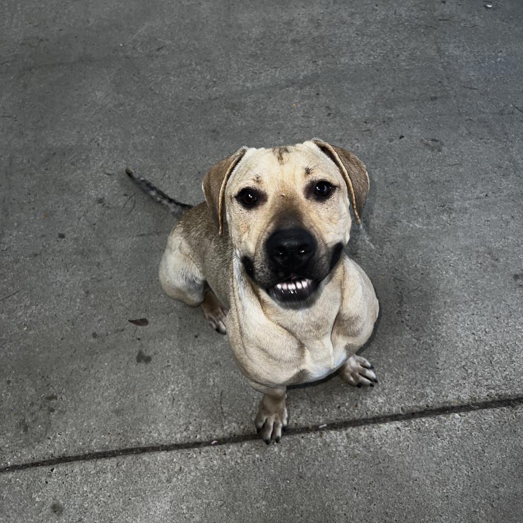 Lucky, a Adoptable Retriever in Montgomery, AL image 4/6