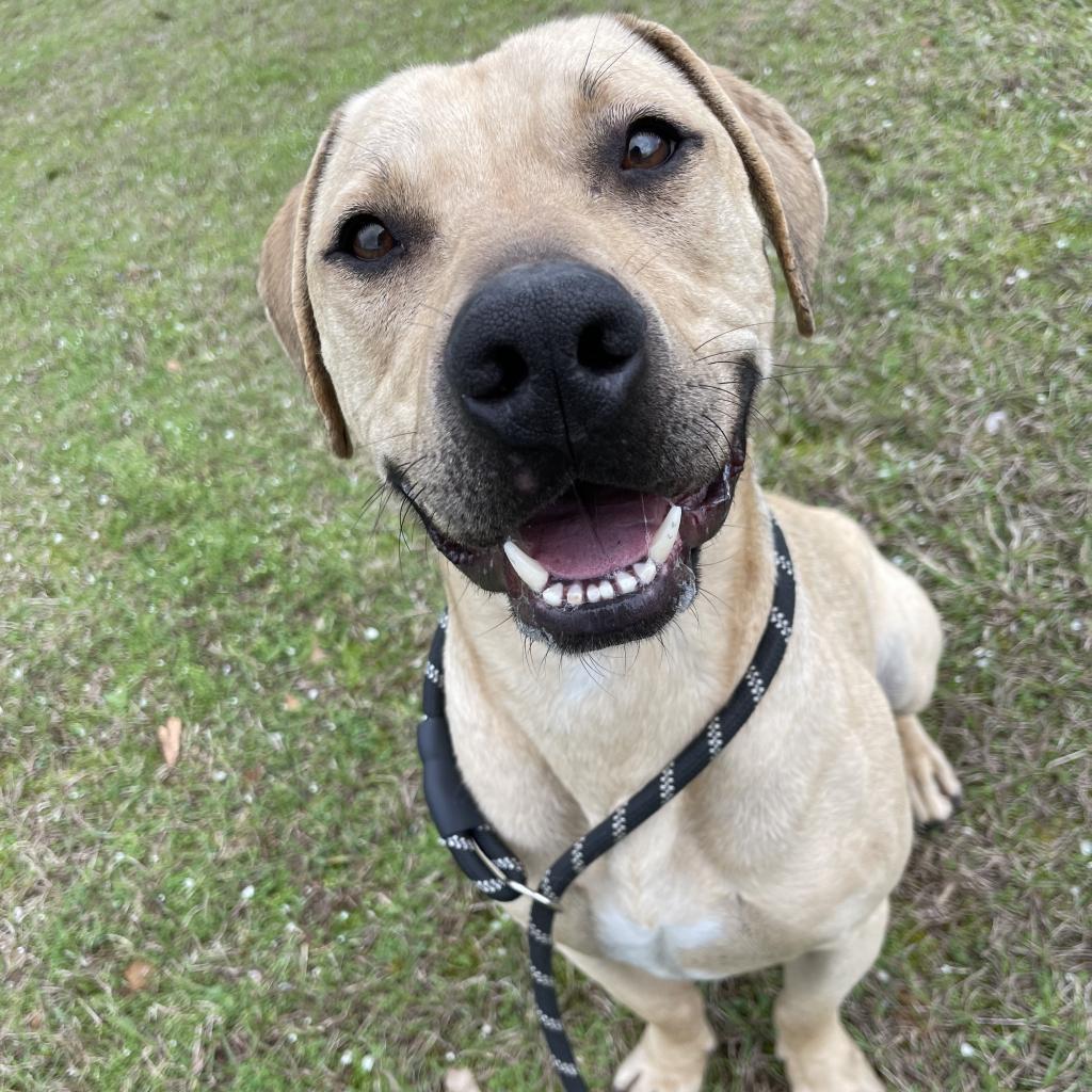 Lucky, a Adoptable Retriever in Montgomery, AL image 5/6